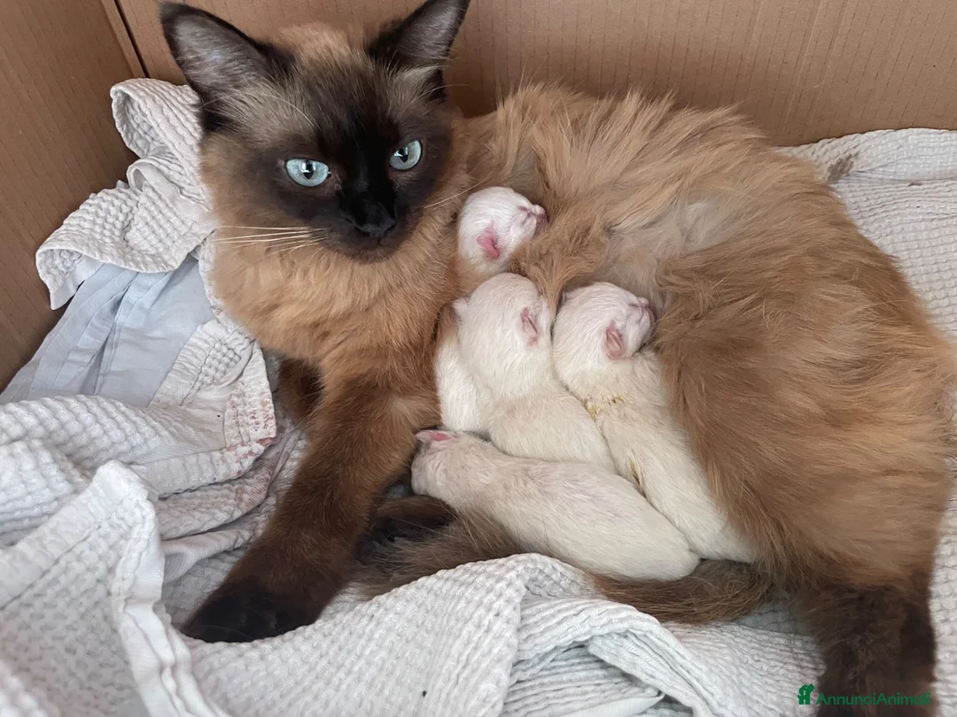 Ragdoll gatti in vendita: Gatto ragdoll - Annuncio 1
