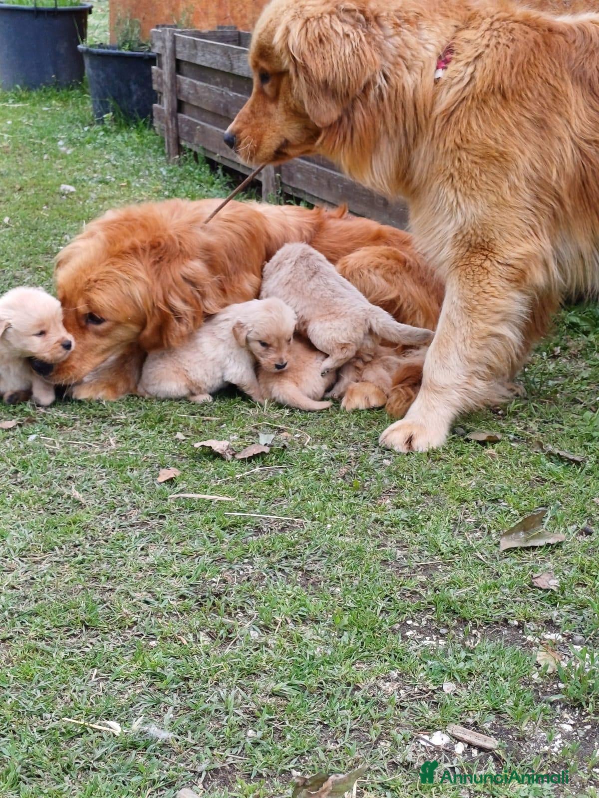 Golden Retriever cani Golden Retriever Americano 100% - 2 Femmine ENCI - Annuncio 5