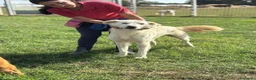Meticcio cani in regalo: Armandino mix maremmano golden retriever adozione - Annuncio 3