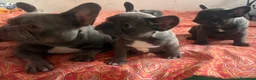 Bulldog Francese cani in vendita: Cuccioli di bulldog francese a Provincia di Perugia - Annuncio 2