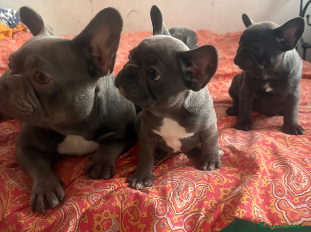 Bulldog Francese cani in vendita: Cuccioli di bulldog francese a Provincia di Perugia - Annuncio 2
