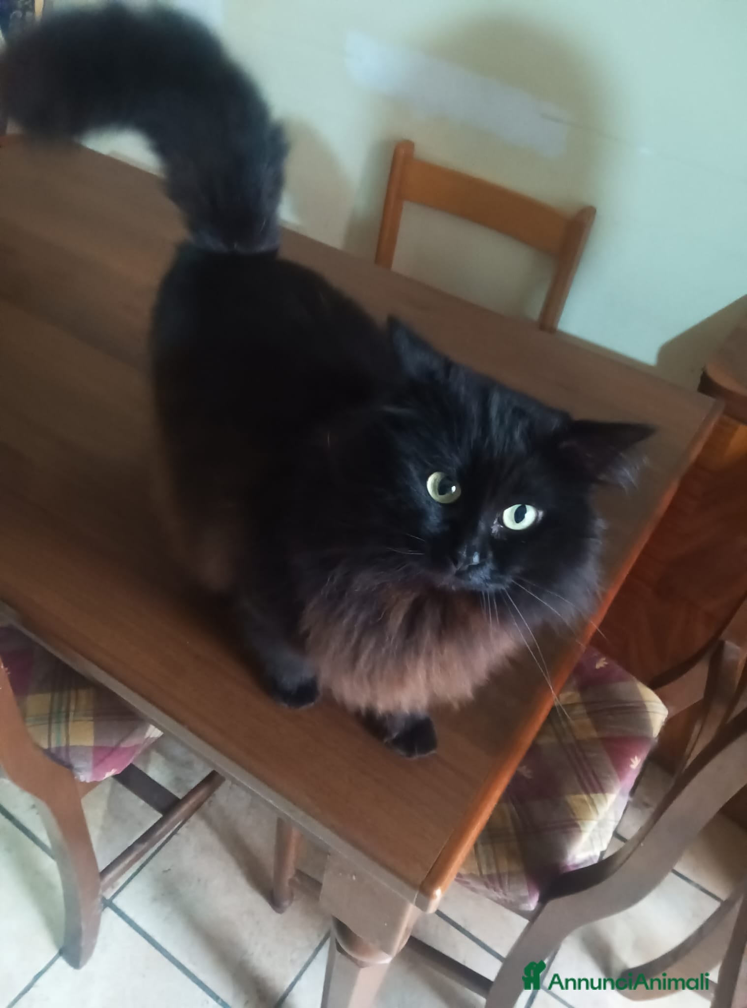 Meticcio gatti Gatto in adozione - Annuncio 2