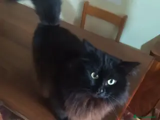 Meticcio gatti Gatto in adozione - Annuncio 2