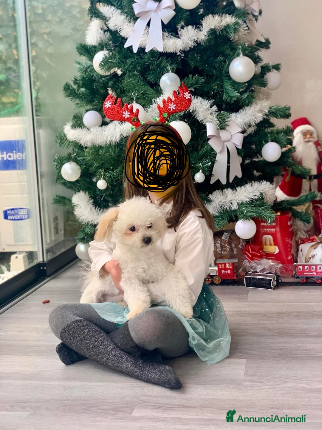 Maltese cani in vendita: Maltese  - Annuncio 3