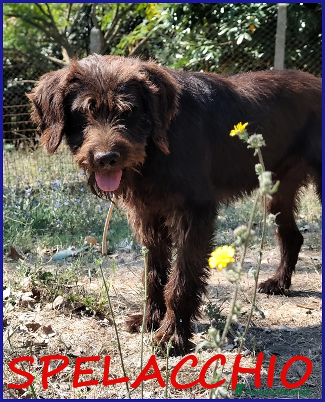 Meticcio cani in regalo: SPELACCHIO, CANE TAGLIA MEDIA 4 ANNI - Annuncio 1