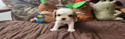 Cavalier King cani in vendita: Cuccioli di Cavalier King con pedigree - Annuncio 5
