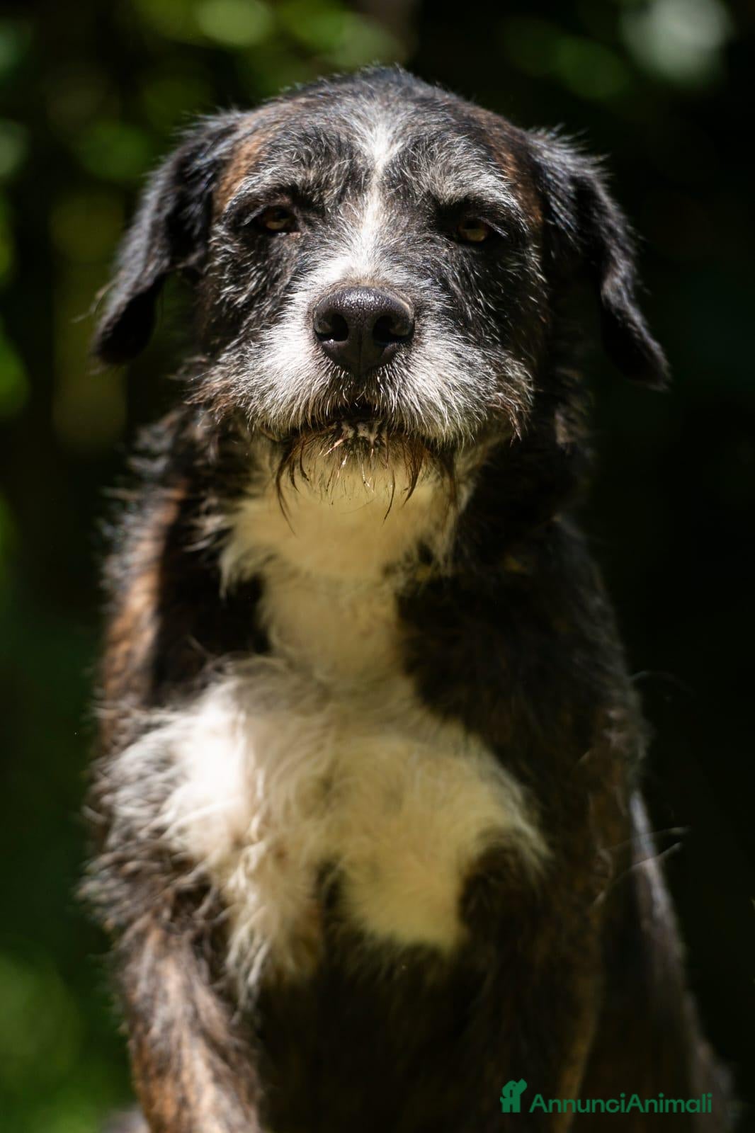 Meticcio cani SASHA ENNESIMA RINUNCIA DI PROPRIETA', IN ADOZIONE - Annuncio 30