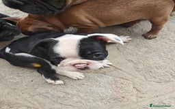Bulldog Francese cani in vendita: CUCCIOLI DI BULLDOG FRANCESE a Provincia di Cuneo - Immagine 8