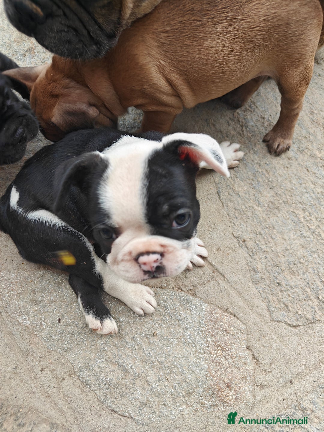 Bulldog Francese cani in vendita: CUCCIOLI DI BULLDOG FRANCESE a Provincia di Cuneo - Immagine 8
