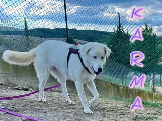 Pastore Maremmano cani KARMA un amore di mix maremm. - Annuncio 7