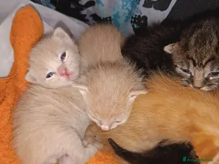 Altre razze gatti Gattini - Annuncio 1