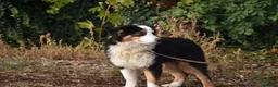 Australian Shepherd cani in vendita: cucciolotti pastore australiano - australian  - Annuncio 13