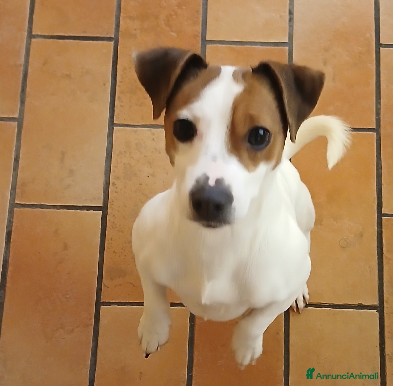 Jack Russell cani Mini gek russel  toy  - Annuncio 5