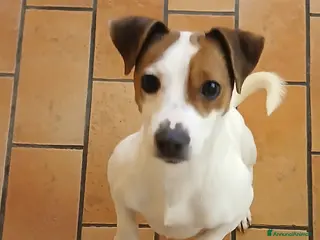 Jack Russell cani Mini gek russel toy - Annuncio 5