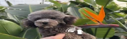 Barboncino Toy cani in vendita: Barboncino toy tre quarti di luna - Annuncio 4