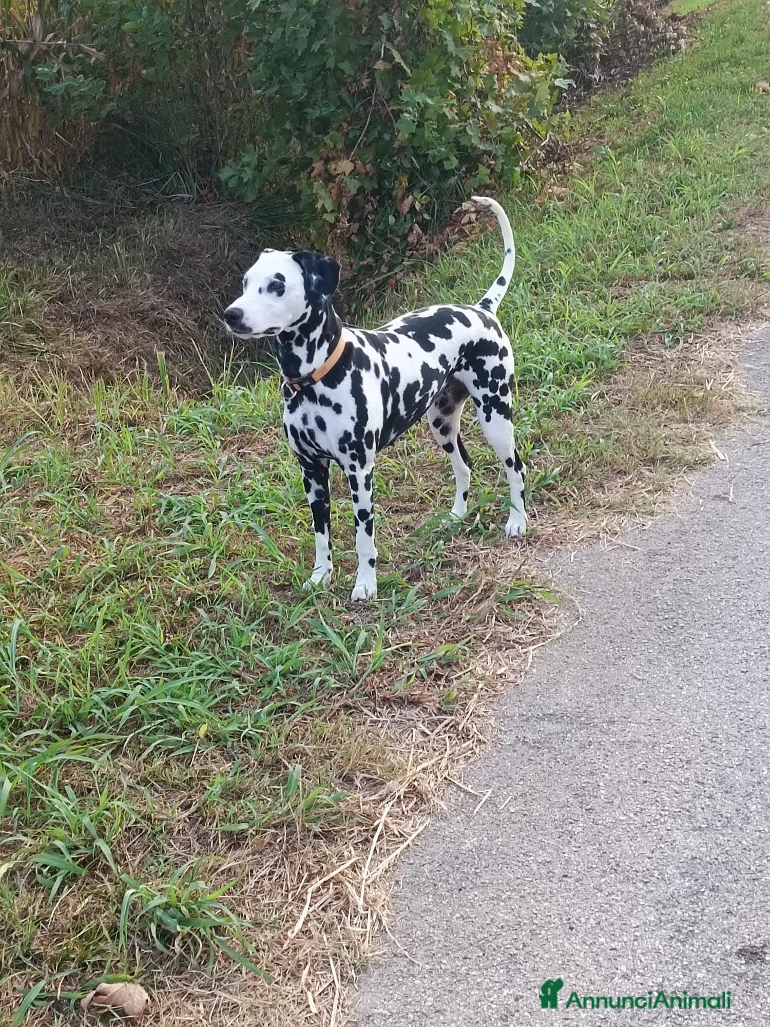 Dalmata cani Dalmata femmina - Annuncio 17