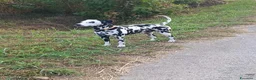 Dalmata cani in regalo: Dalmata femmina a Provincia di Vicenza - Annuncio 1