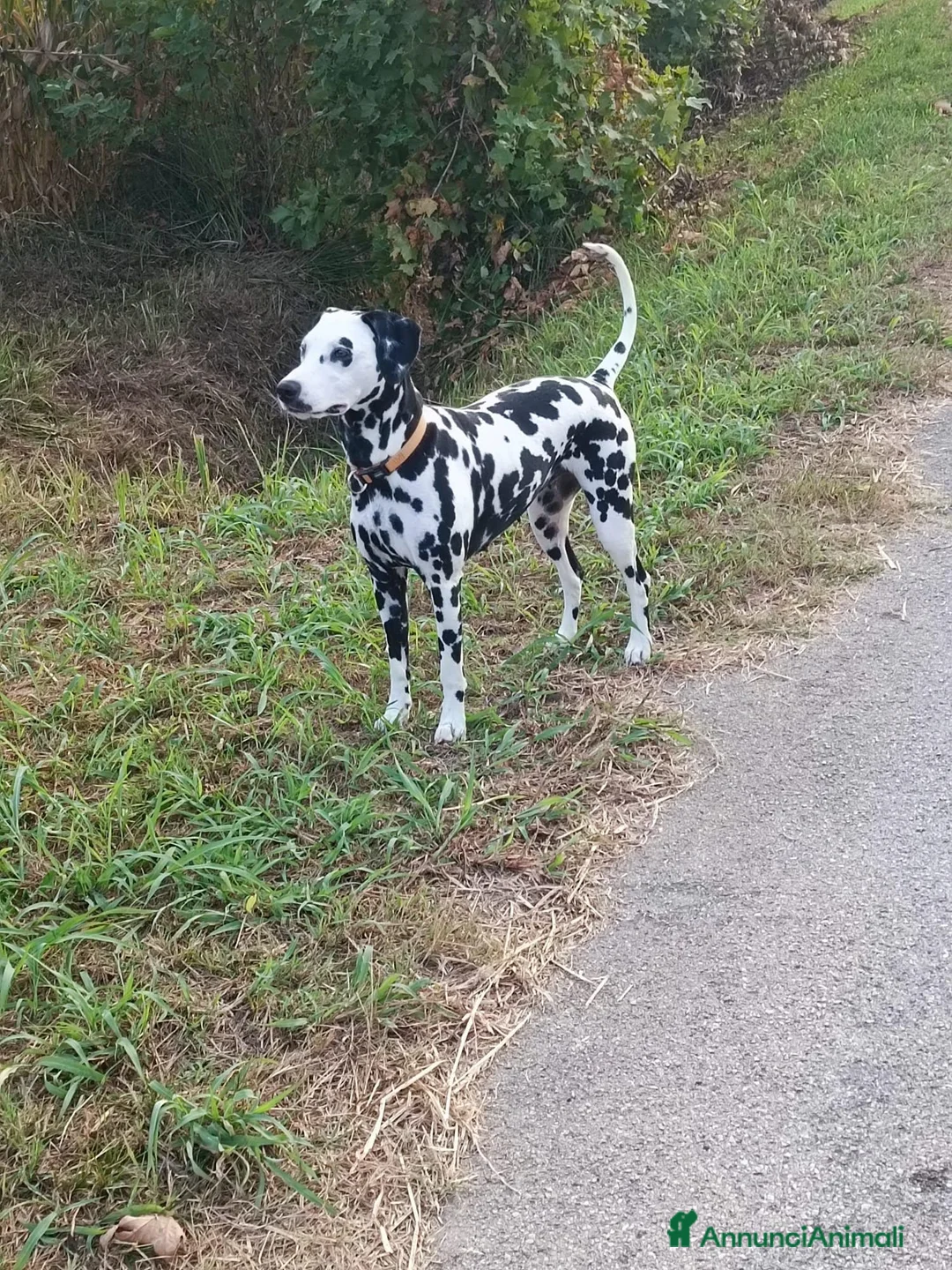Dalmata cani in regalo: Dalmata femmina a Provincia di Vicenza - Annuncio 1
