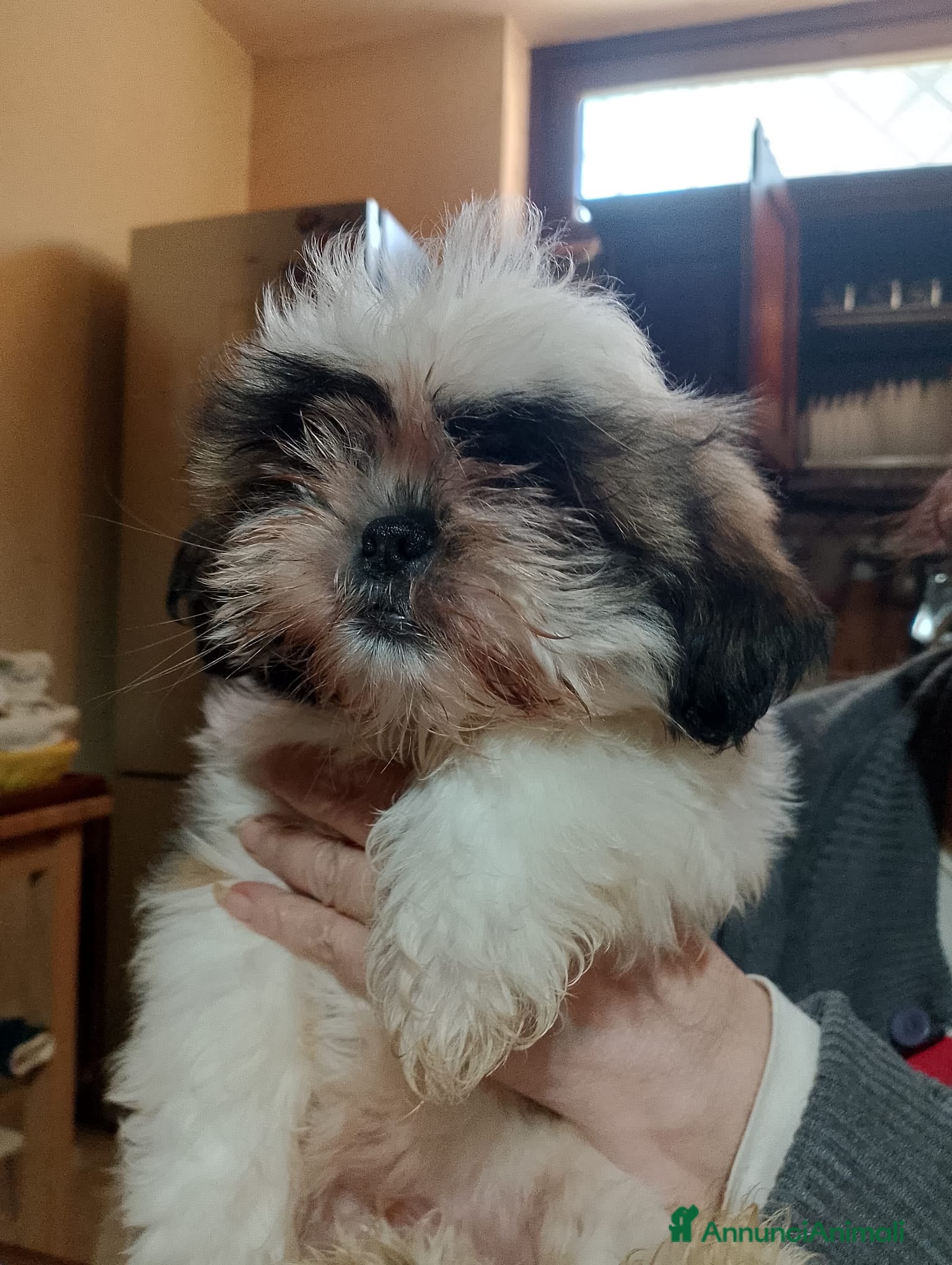 Shih Tzu cani Cucciolo di Shitzu  - Annuncio 1