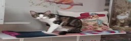 Europeo gatti in regalo: Affettuoso gattino da adottare, MICKY ! - Annuncio 5