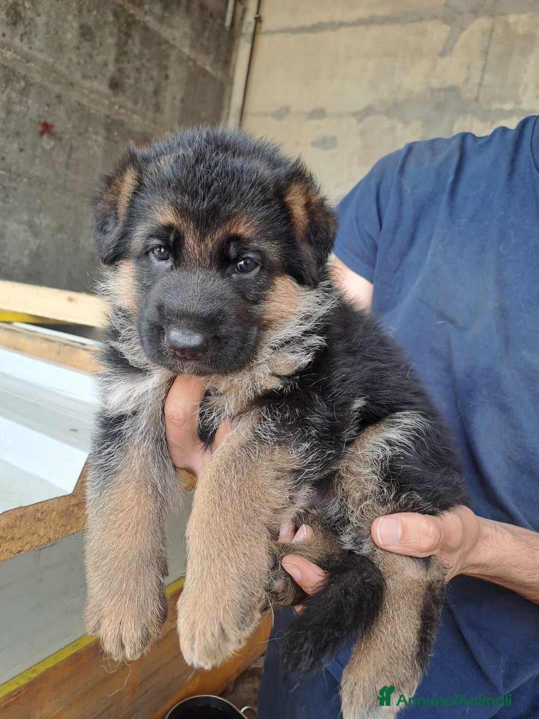 Pastore Tedesco cani in vendita: CUCCIOLI PASTORE TEDESCO a Provincia di Bergamo - Immagine 6