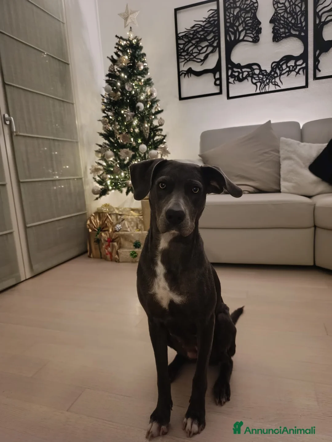 Meticcio cani in regalo: Lady cerca casa urgentemente  a Città metropolitana di Milano - Annuncio 13