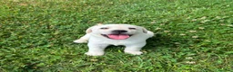 Labrador cani in vendita: Cuccioli di Labrador Miele a Provincia di Massa e Carrara - Annuncio 5