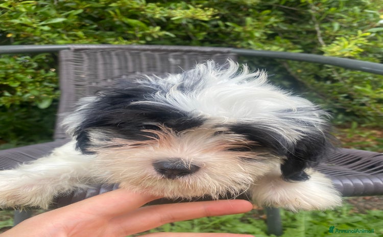 Shih Tzu cani a Provincia di Modena - Annuncio 4
