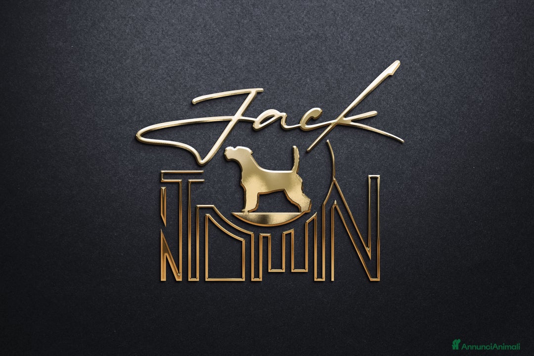 Immagine della galleria {{count}}