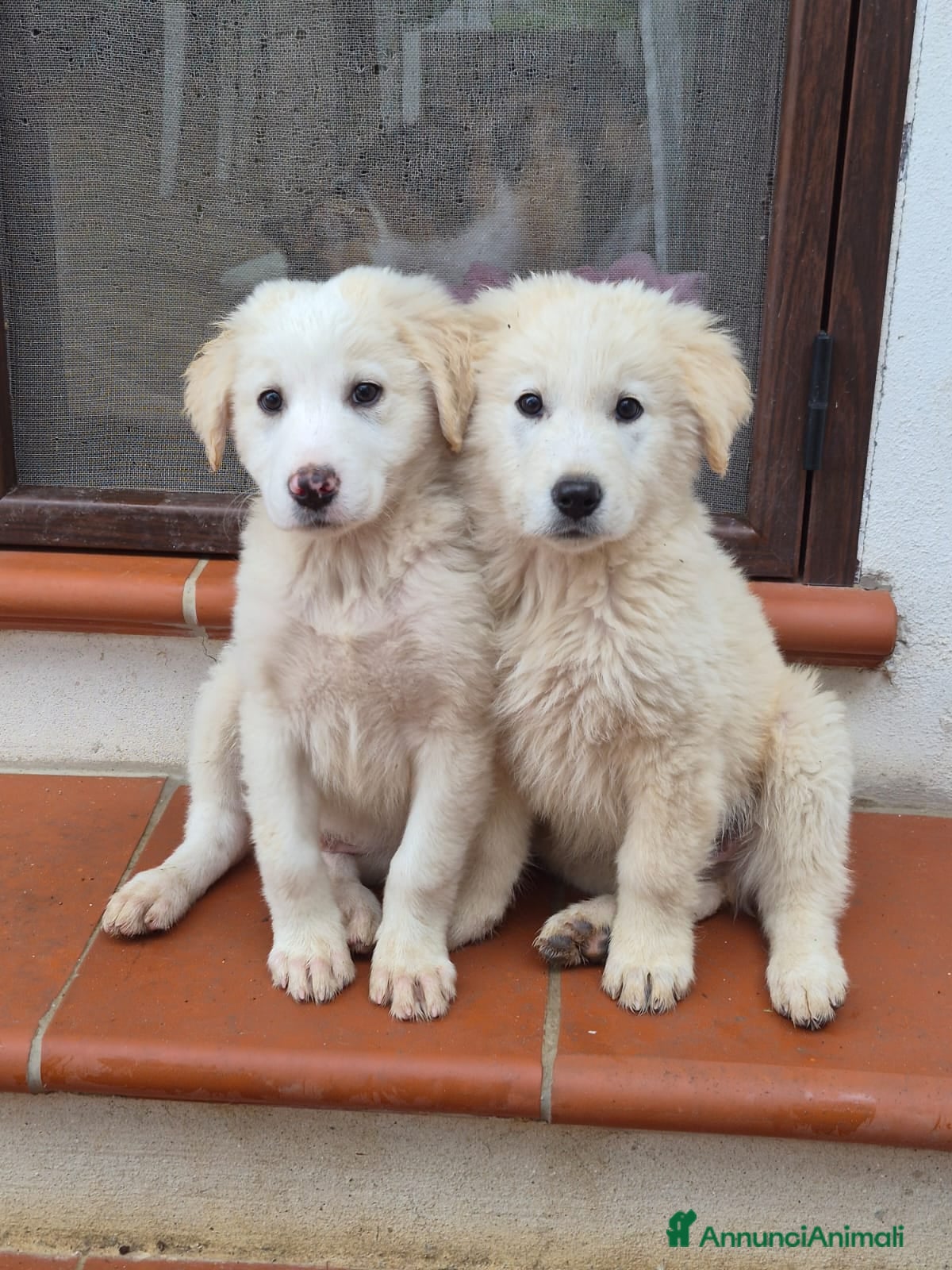 Meticcio cani ALBUS e LUCIUS due cuccioloni bianchi e vaporosi, - Annuncio 2