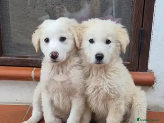 Meticcio cani in regalo: ALBUS e LUCIUS due cuccioloni bianchi e vaporosi, - Annuncio 2