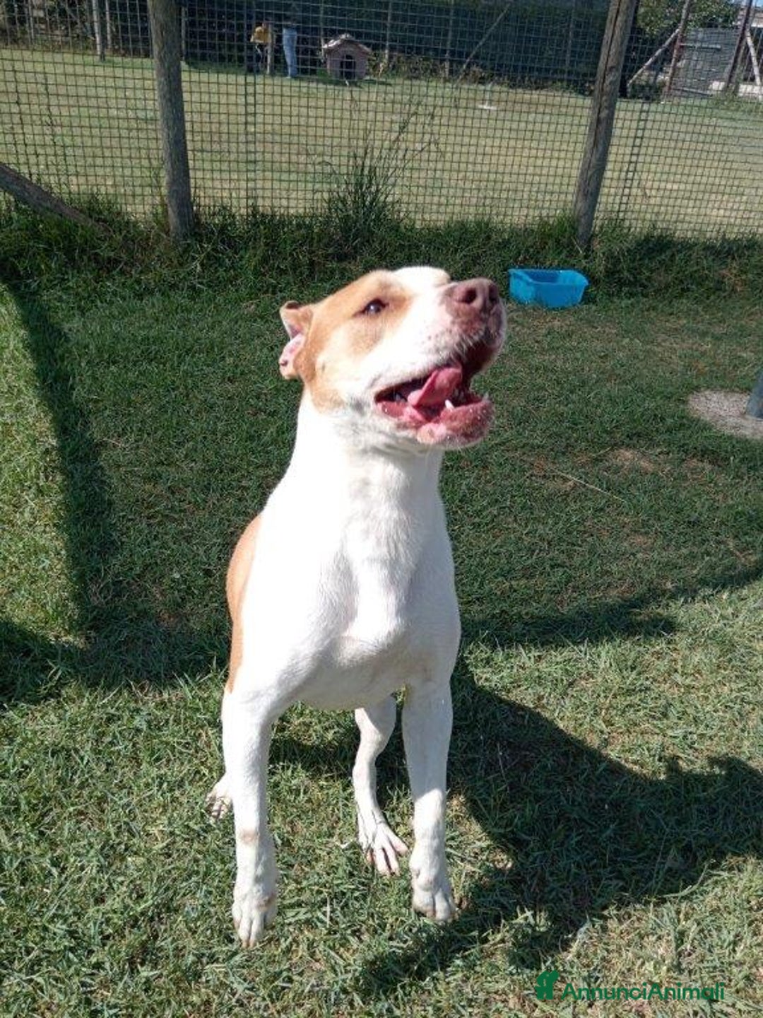 Pitbull cani in regalo: Flo meraviglioso pitbull in canile – adottami a Provincia di Latina - Annuncio 3