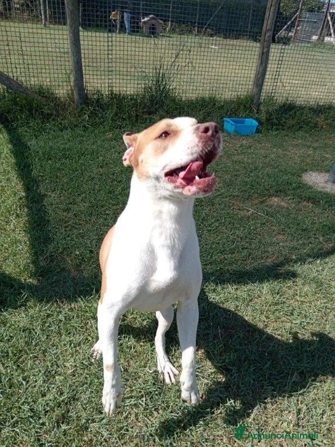 Pitbull cani in regalo: Flo meraviglioso pitbull in canile – adottami a Provincia di Latina - Annuncio 3