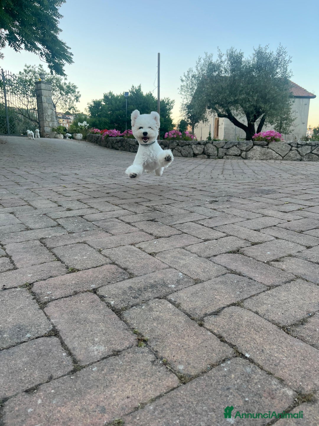 Bichon cani in vendita: Disponibili 3 cucciole di Bichon Frisé - Annuncio 2