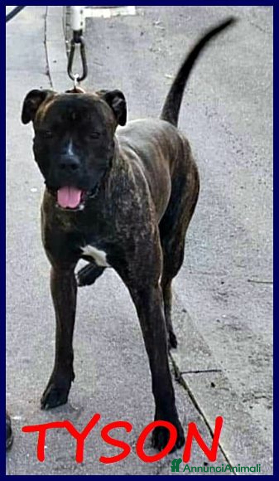 Meticcio cani in regalo: TYSON 3anni bravo... rimasto solo! - Annuncio 2