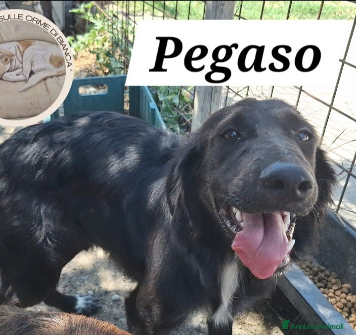 Meticcio cani Pegaso mix Setter rimasto solo in box.COSENZA - Annuncio 3