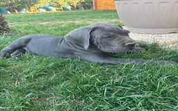Cane Corso cani in vendita: Bellissimo cucciolo grigio di cane corso  a Provincia di Verona - Immagine 7