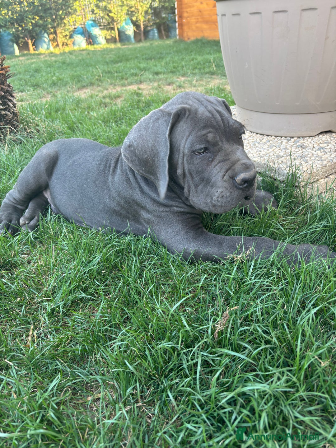 Cane Corso cani in vendita: Bellissimo cucciolo grigio di cane corso  a Provincia di Verona - Immagine 7