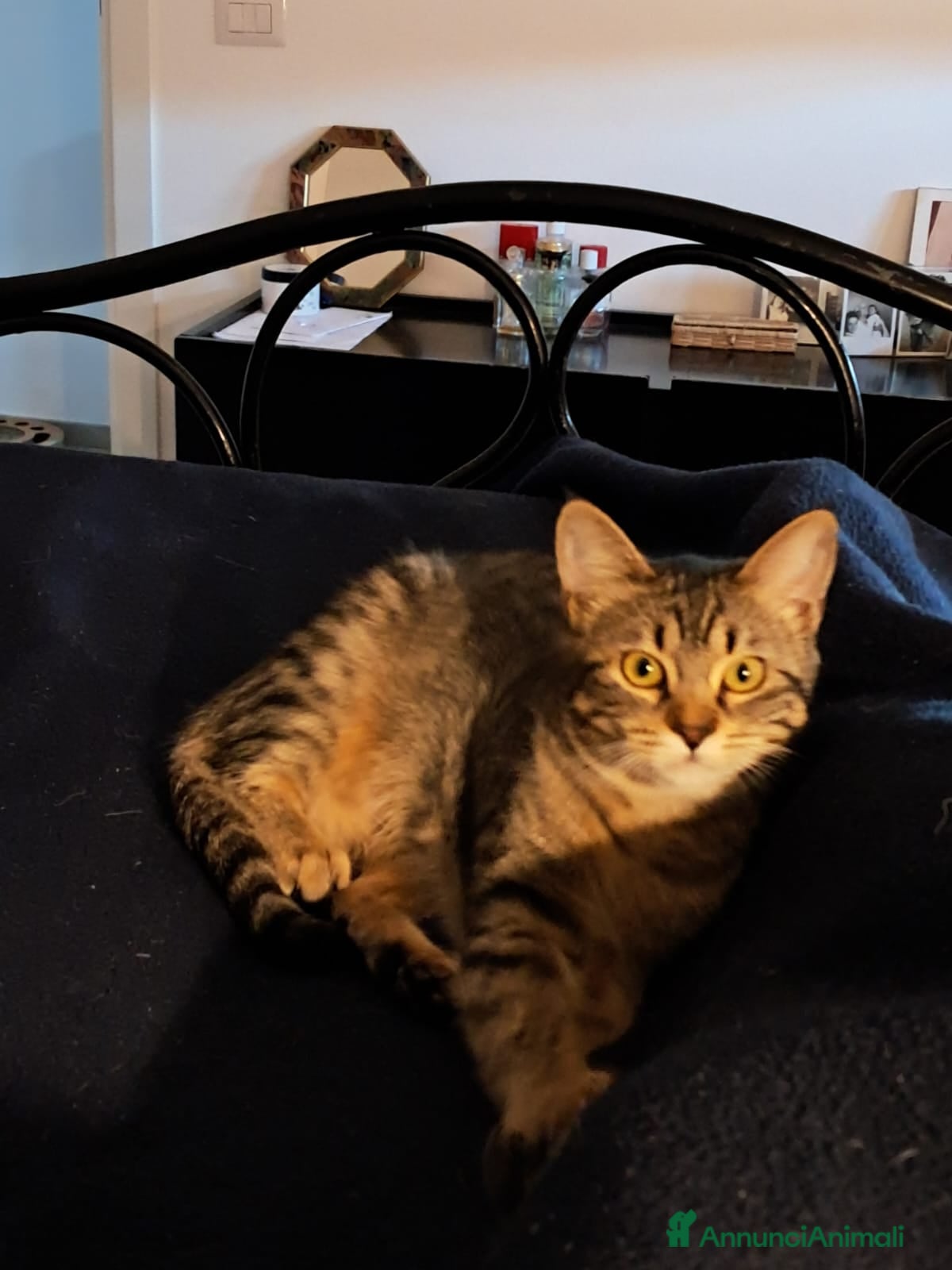 Europeo gatti Ombra tigratina - Annuncio 3