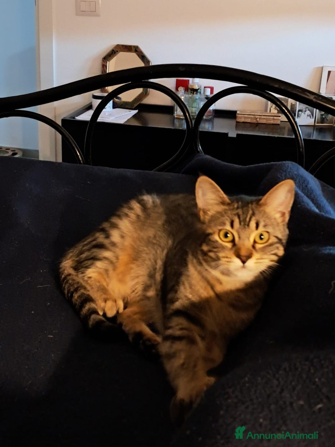 Europeo gatti in regalo: Ombra tigratina - Annuncio 1
