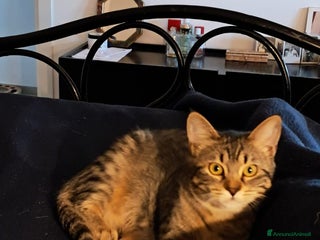 Europeo gatti Ombra tigratina - Annuncio 9