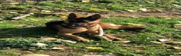 Pastore Tedesco cani in vendita: cuccioli di pastore tedesco originali disponibili  a Provincia di Cosenza - Annuncio 5