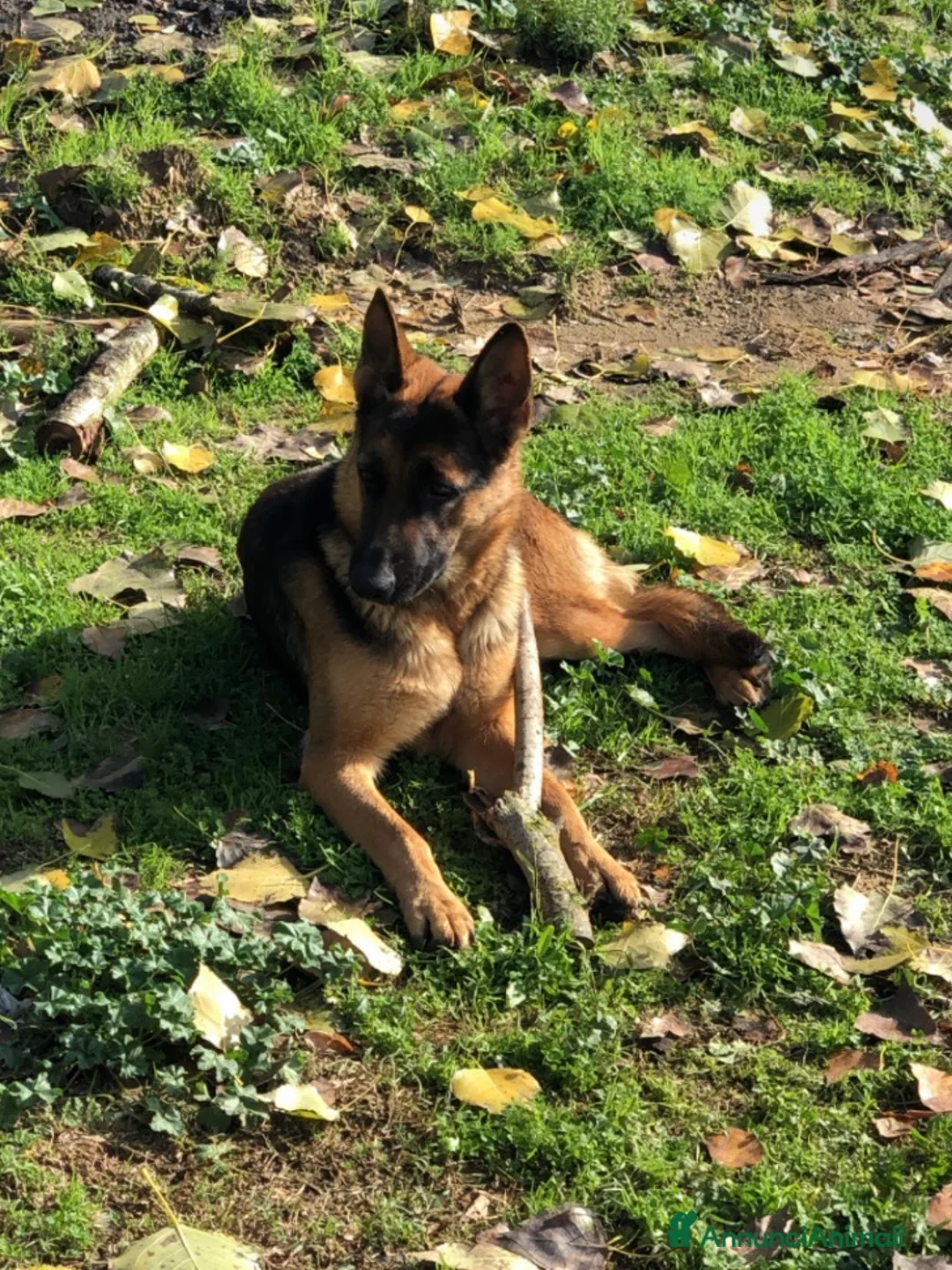 Pastore Tedesco cani in vendita: cuccioli di pastore tedesco originali disponibili  a Provincia di Cosenza - Annuncio 5