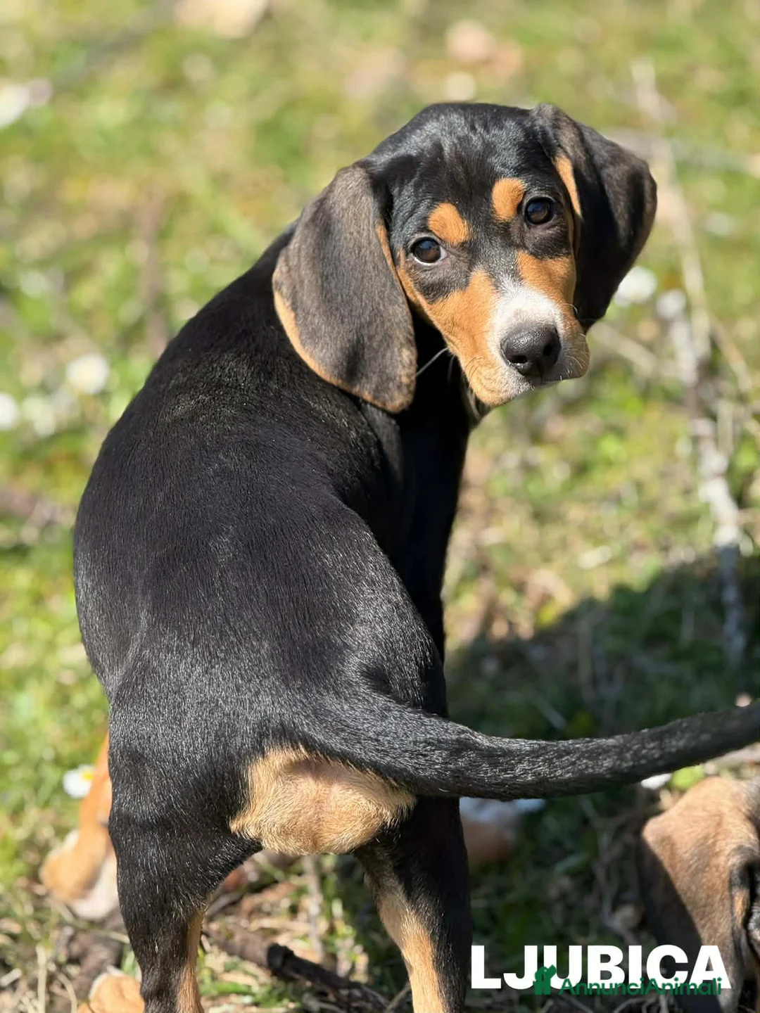 Meticcio cani in regalo: 4 CUCCIOLI simpaticissimi e coccoloni in canile! - Annuncio 14