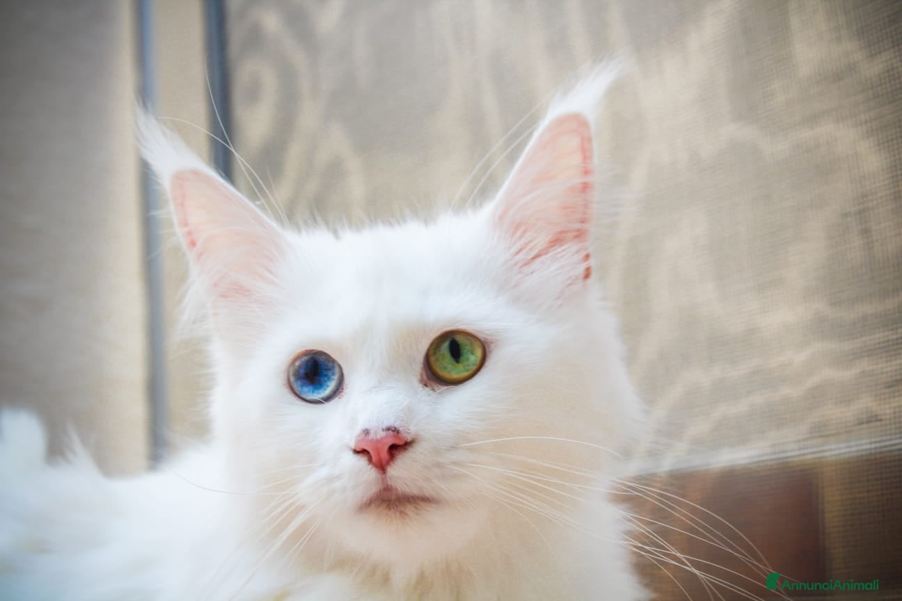 Maine Coon gatti Maine Coon  - Annuncio 6