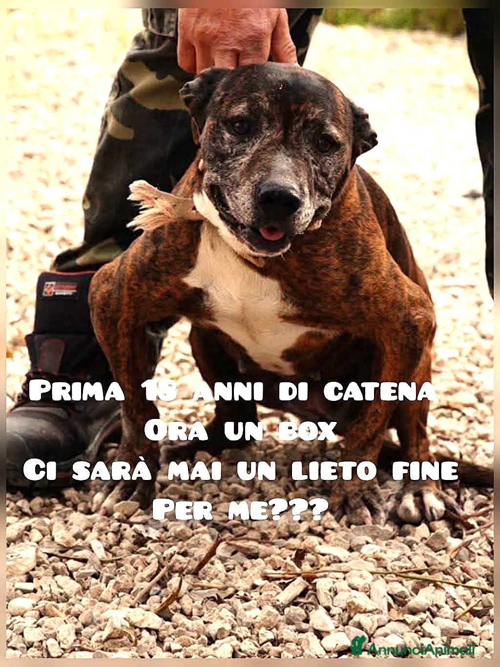 Meticcio cani ADOZ.DEL 💔: 18 anni in CATENA! Ora finita in box! a Provincia autonoma di Bolzano - Alto Adige - Annuncio 19