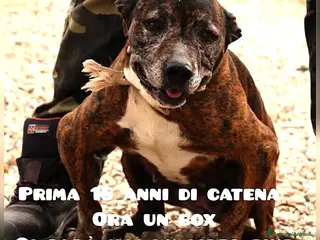 Meticcio cani ADOZ.DEL 💔: 18 anni in CATENA! Ora finita in box! a Provincia autonoma di Bolzano - Alto Adige - Annuncio 19