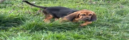Bloodhound cani in vendita: Cuccioli Bloodhound  - Annuncio 9