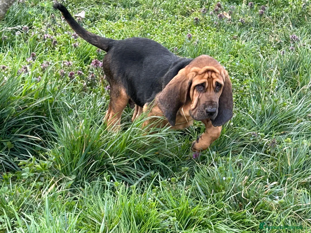 Bloodhound cani in vendita: Cuccioli Bloodhound  - Annuncio 9