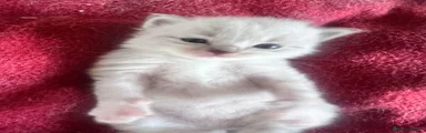 Siberiano Gattino 2
